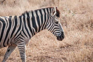 Zebra in a natural park in Africa. Equus quagga, Equus zebra, Equus grevyi.