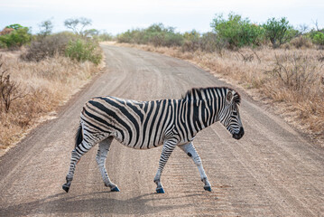 Fototapeta na wymiar Zebra crossing a road in a natural park in Africa. Equus quagga, Equus zebra, Equus grevyi.