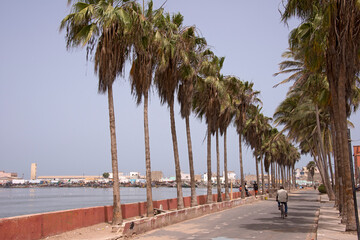 Paseo de palmeras en la histórica ciudad de San Luis en Senegal