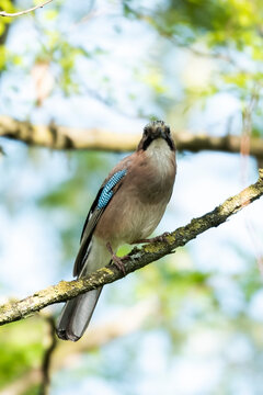 Jay in the wood