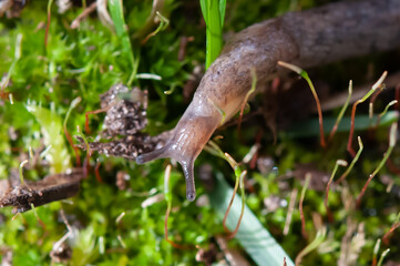 Air-breathing, keeled land slug Tandonia on green moss in Boulder, Colorado