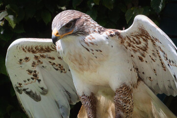 Königsbussard (Buteo regalis)