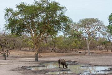 Paisaje con búfalo bebiendo agua en una reserva natural de Senegal