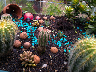 cactus in the desert