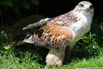Königsbussard (Buteo regalis)