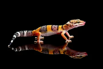 Foto op Aluminium Leopard Gecko on Black Background © Dwi