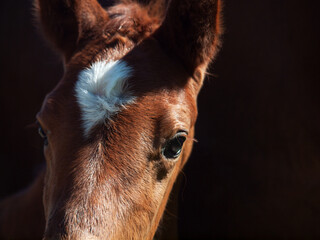 detail portrait of   little bay foal of sportive breed. close up