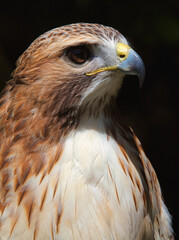 Königsbussard (Buteo regalis)