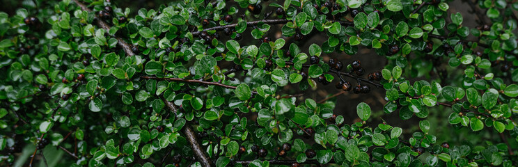 close up of green leaves in the rain