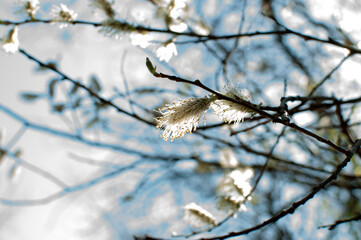 Spring picture of nature. White flowers on a tree branch.