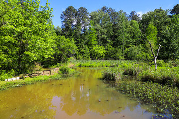 a stunning shot of the lush green trees and plants and the silky brown creek water in the marsh of...
