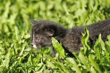 cute little kitten in the spring among the grass