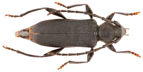 Ropalopus macropus is a species of long-horned beetle in the family Cerambycidae. Dorsal view of isolated longhorn beetle on white background. © Anton