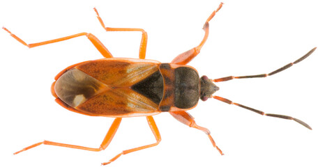 Eremocoris abietis is a species of dirt-colored seed bug in the family Rhyparochromidae. Dorsal view of seed bug isolated on white background.