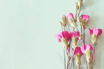 beautiful pink carnation flowers on green background