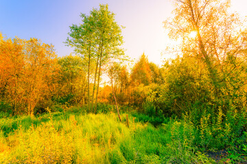 Colorful autumn forest on a sunny day, wet swamps overgrown with juicy vegetation in the rays of a bright sun