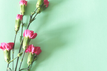beautiful pink carnation flowers on green background