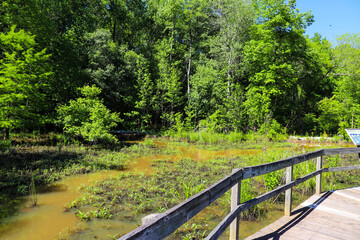 a shot of a brown wooden bridge over the water in a marsh surrounded by lush green trees and plants...