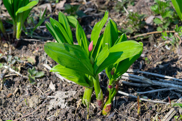 Fresh green  leaves ramson  on an earthen bed in the garden. Young shoots of wild garlic Allium ursinum.Wild early edible plant bear garlic,wild leek .Vitamin-rich vegetable greens in early spring.
