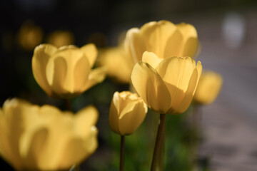 tulipani fiori aiuola primavera tulipano 