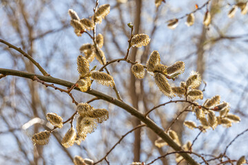 Willow branches with green fresh leaves and buds is on a blurred background in a park in spring