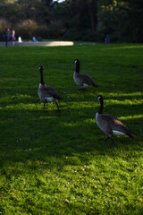 geese walking in grass in park