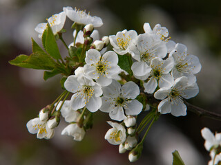 cherry tree blossom