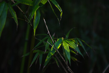 close up detail of sunlit bamboo leaves