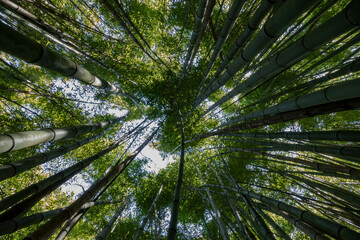 bamboos pointing sky