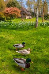 Gardens at Leeds Castle in Kent, UK