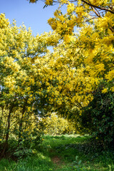 Naklejka premium Forêt de mimosa. Tanneron, sud de France. 