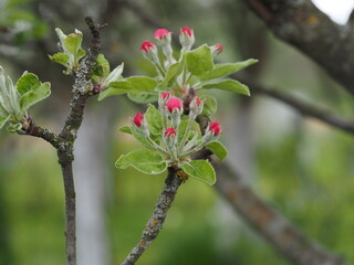 berries on a branch