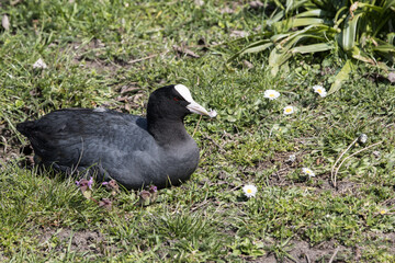 coot lying in the grass
