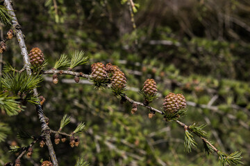 Obraz premium New and older cones on a branch