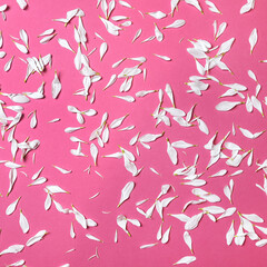 Creative romantic concept. White chrysanthemum petals on a pink pastel background.
