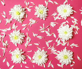 Fototapeta na wymiar Creative romantic concept. Frame of white flowers and chrysanthemum petals on a pink pastel background. Minimalism.