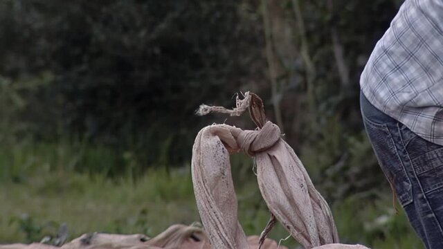 Yerba Mate Worker with a Sack at a Yerba Mate Plantation near San Ignacio, Misiones, Argentina. Close Up.