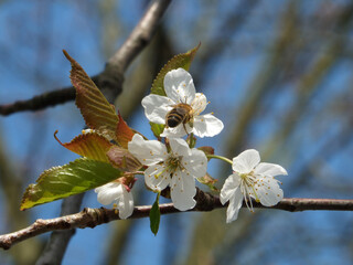 close up of bright white cherry blossom surrounded by branches and a blue sunlit spring sky