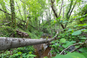 Walk through the Andalusia's forests 