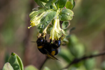 Bug on a flower