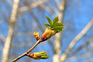 beautiful bright chestnut bud