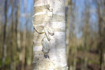 Obraz premium Birch trunk close-up on the background of the spring forest