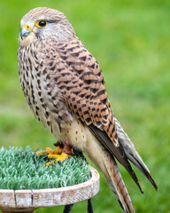 Kestrel