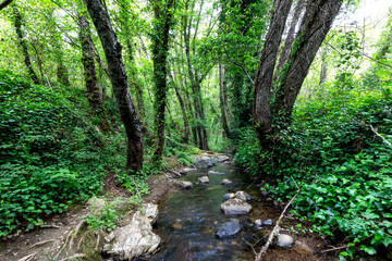 Fototapeta na wymiar Walk through the Andalusia's forests 