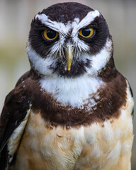 Spectacled Owl
