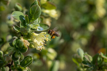 Bug on a flower