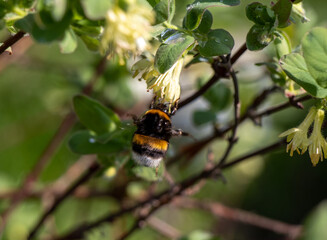 Bug and flowers 