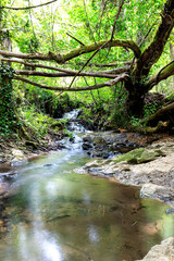 Walk through the Andalusia's forests 