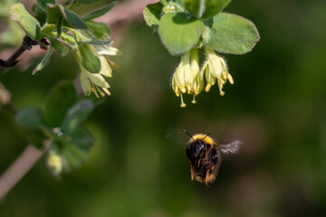 Bug and flowers 