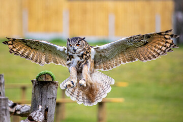 European Eagle Owl
